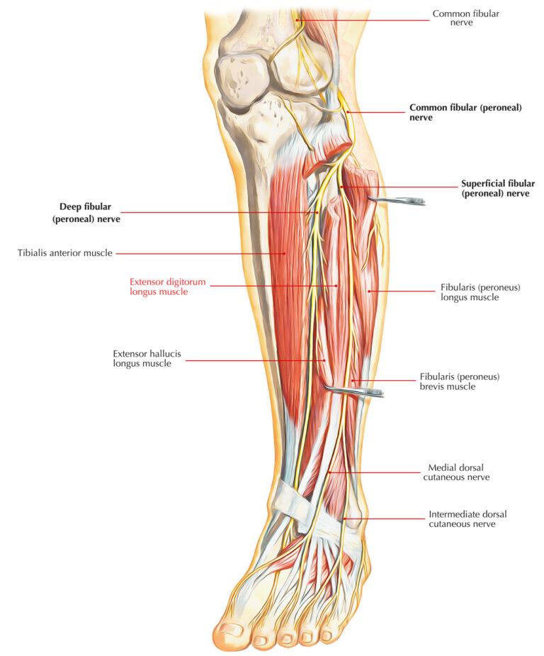 Extensor Digitorum Longus - Function, Injury Treatment and Prevention